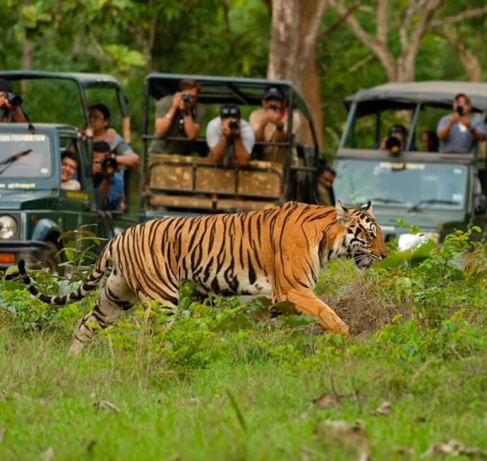 Kabini